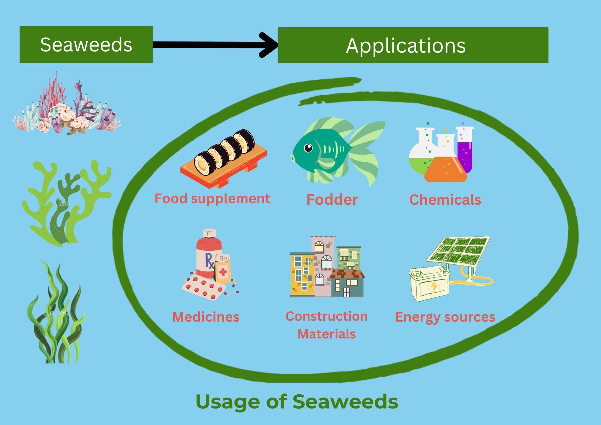 Innovative Uses of Seaweed in Industry