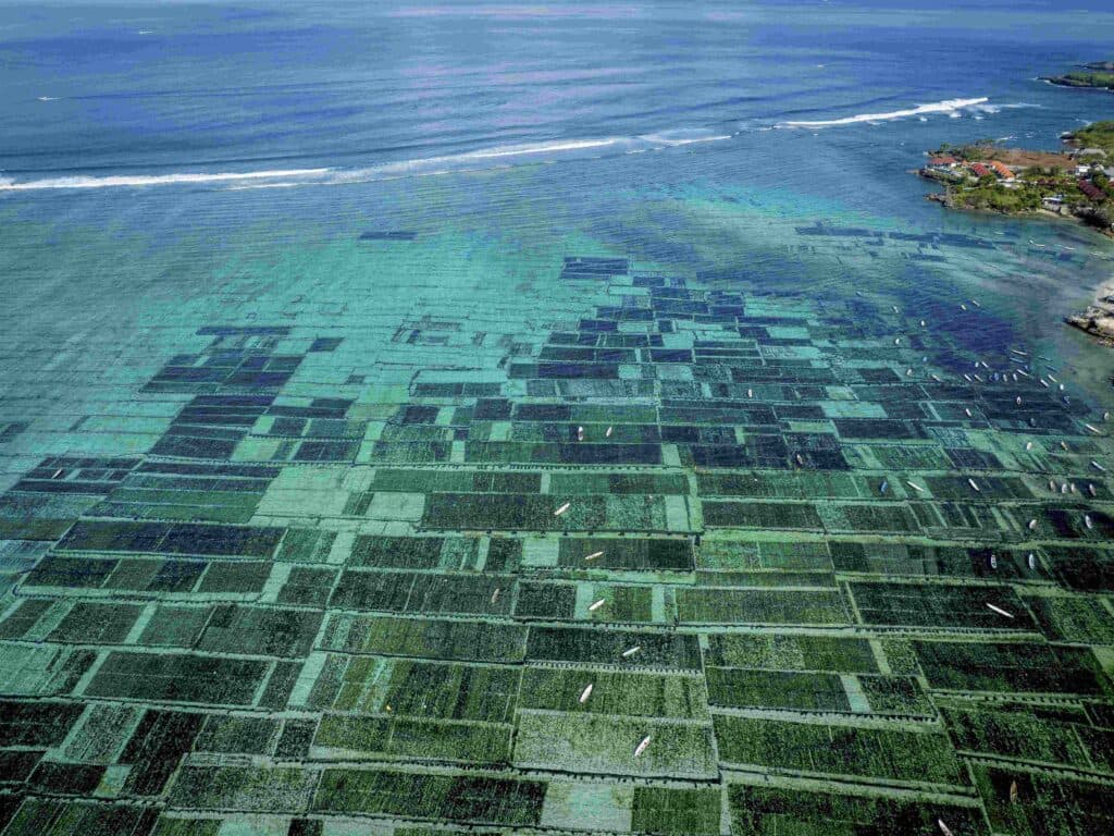 The Future of Seaweed Farming